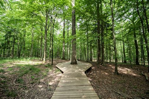 How are Nature Trails Making the Natural World More Accessible for