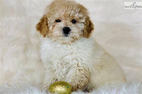We are a family breeder and only breed our family pets!we have 4 dogs that result in f1b and f2 cavapoos. Bowser: Cavapoo puppy for sale near Central Michigan, Michigan. | 774e3aa1-9f21