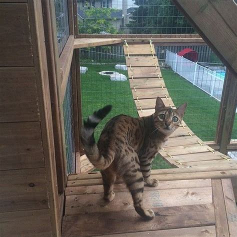 Summer Deck And Catio Safety For Cats With Images Diy Cat Enclosure