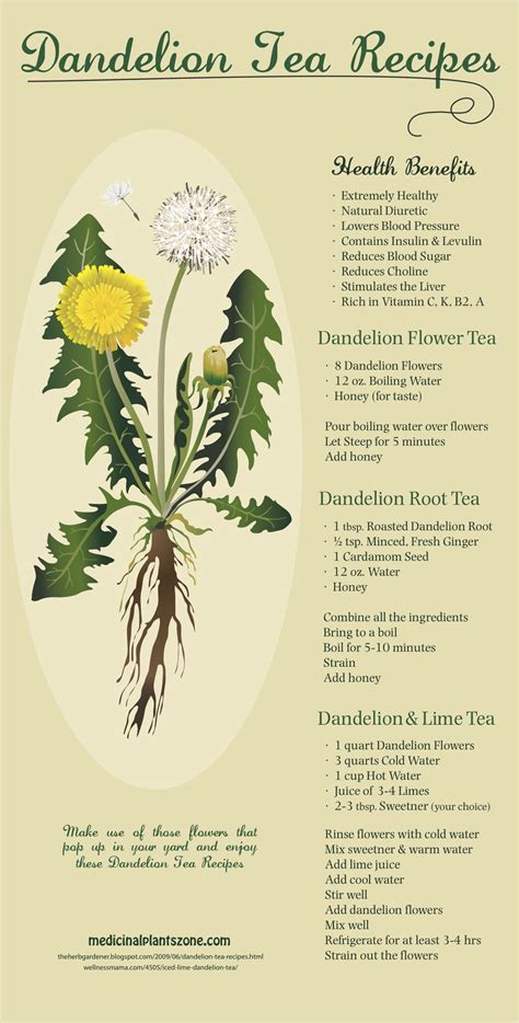 If you want to try dandelion coffee, here's how to harvest and use the roots to make a rich tea that's considered especially useful for liver support. Dandelion Tea Health Benefits And Recipes You Need To Try ...