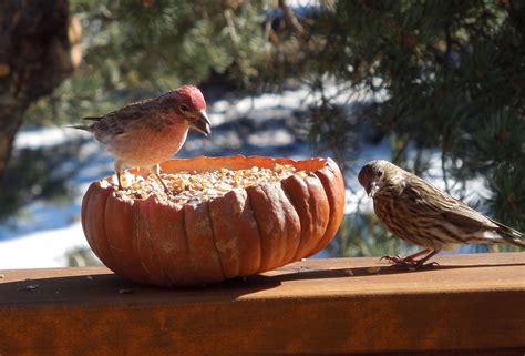 Feeding The Birds Ursula Beautiful World Feeding Pumpkin Birds