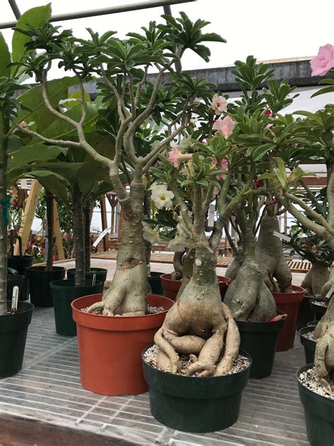 We did not find results for: Adeniums (Desert Rose) with exposed roots. | Desert rose ...