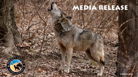 Media Release Us Fish And Wildlife Service Releases Another