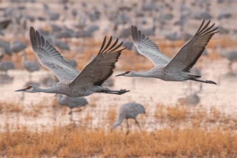 Flying Sand Hill Cranes Smithsonian Photo Contest Smithsonian Magazine