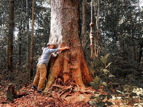 Mengenal Pohon Ulin Kayu Besi Yang Dibanggakan Suku Dayak Tokoh