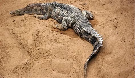 False Gharial The Animal Facts Appearance Diet Habitat Behavior