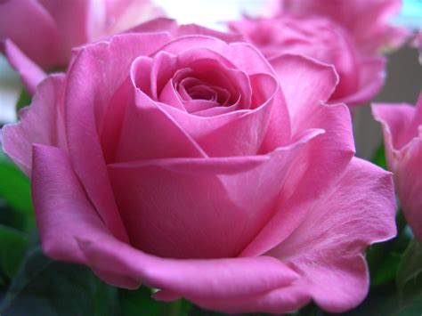 Habrumalas Pink Rose I Love You Images