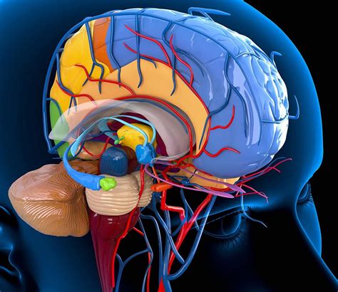 Human Brain Anatomy Artwork Photograph By Roger Harris