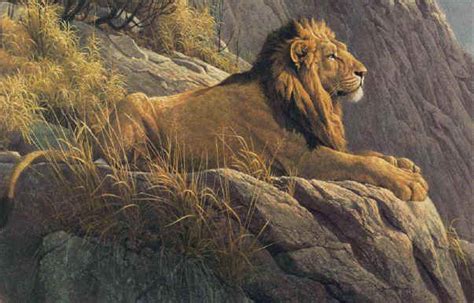 King Of The Realm Lion By Wildlife Artist Robert Bateman Snow Goose Gallery