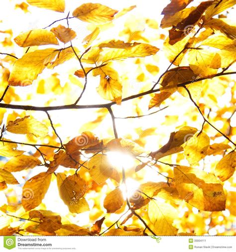 Yellow Leaves Illuminated By Straight Sunshine Autumn Background Stock