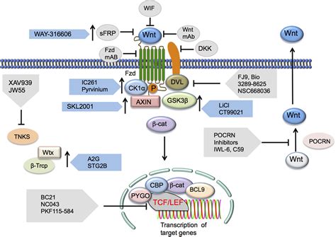 Frontiers Modulation of Inflammatory Responses by Wnt β Catenin