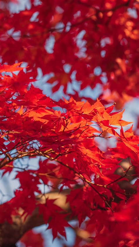 Download Wallpaper 1350x2400 Maple Leaves Branches Red Autumn