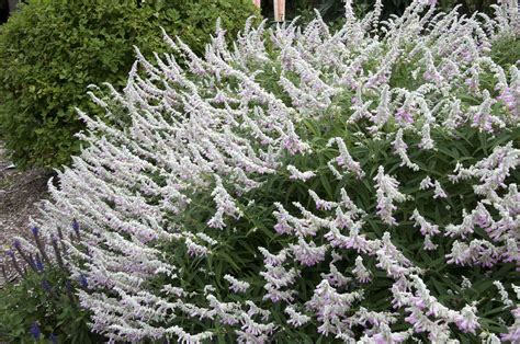 How To Grow And Care For The Mexican Bush Sage