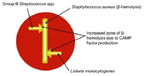 Seem to be directly related to the haemolysis on sheep blood agar (sba) detection of haemolysin production was performed on sheep blood. CAMP Test- Principle, Purpose, Procedure, Result and Limitation