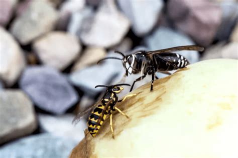 Hornet Vs Yellow Jacket How To Tell The Difference Midway Pest
