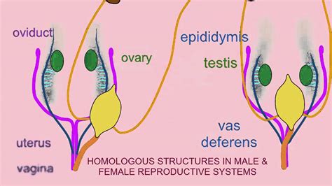 Homology In Male And Female Reproductive Systems Youtube