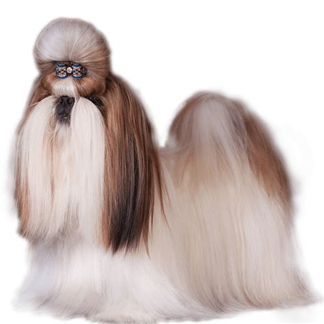 Shih Tzu Dog Breed Information Dognomics