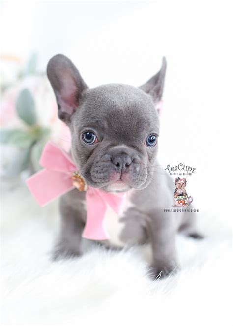 French Bulldog Puppy For Sale | Teacup Puppies & Boutique