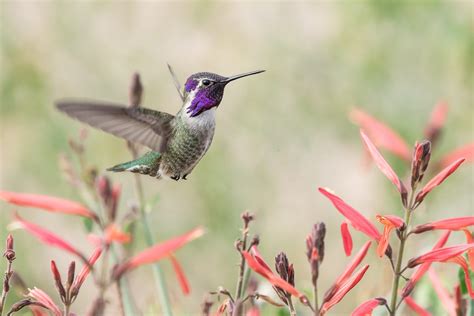 How Long Do Hummingbirds Live Birds And Blooms