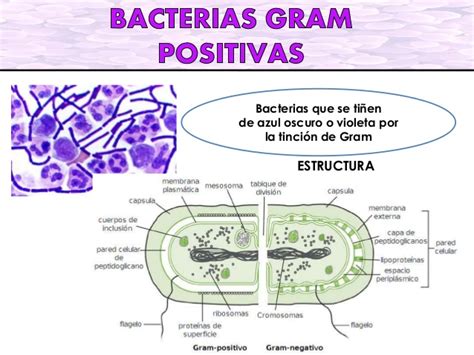 Que Son Las Bacterias Gram Positivas Y Ejemplos Images