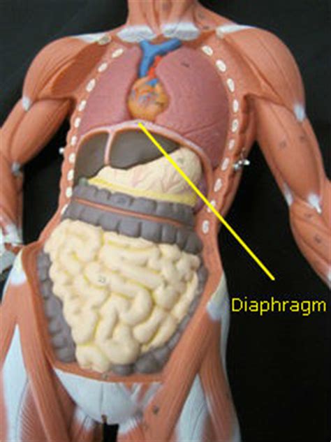 Diaphragm | Chandler Physical Therapy