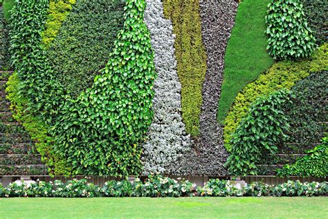 I'm just happy to have it now as it gives us a little more privacy and a cozy intimate feeling on our patio. Vertical Garden History - The Best Plants for Walls
