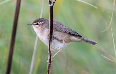 Dusky Warbler By Darren Ward Birdguides