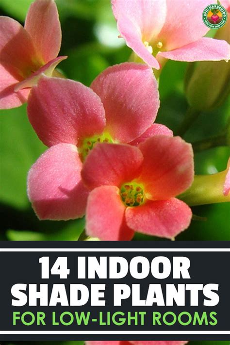 Here is a list of great cold hardy houseplants for your home. 14 Best Indoor Shade Plants for Low-Light Rooms