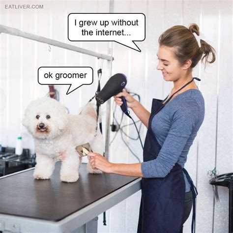 Ok Groomer Groomer Animal Memes Dump A Day