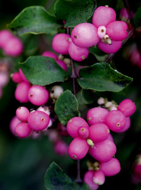 Symphoricarpos