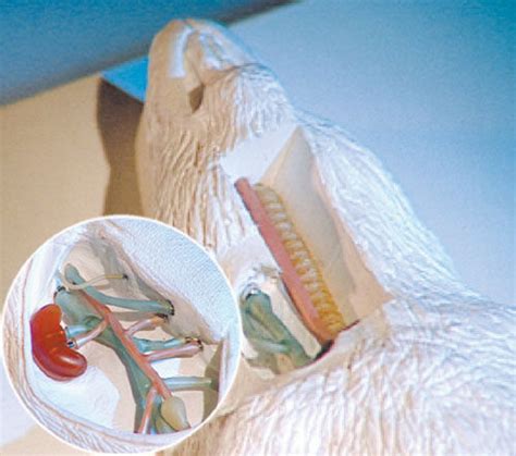 Modello Anatomico Di Corpo Intero MD PVC MODEL Bioseb Per