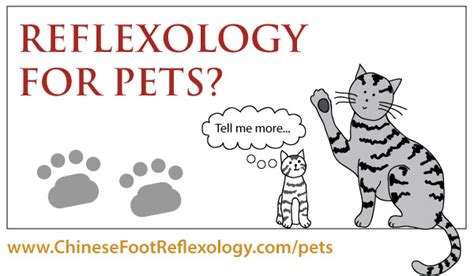 Cat Reflexology Dog Reflexology And Energy Healing For Animals