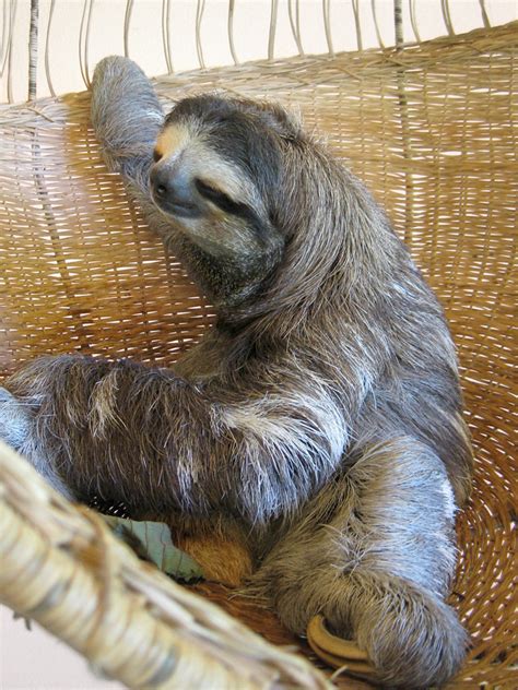 Buttercup Queen Sloth At The Sloth Sanctuary In Costa Ric Flickr