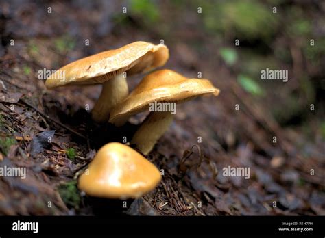 Mushrooms Of The Pacific Northwest Hi Res Stock Photography And Images