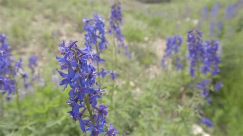 Wildflower Guide Beautiful Native Plants On Utahs Wasatch Plateau