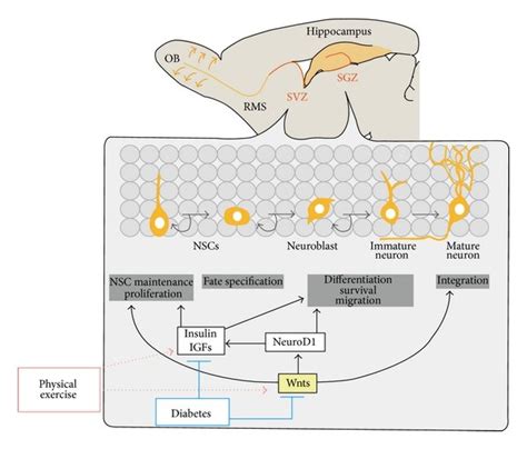 The Schematic Diagram Of Regulation Of Adult Neurogenesis By