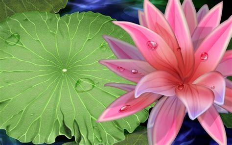 Lotus Flower Wallpapers Wallpaper Cave