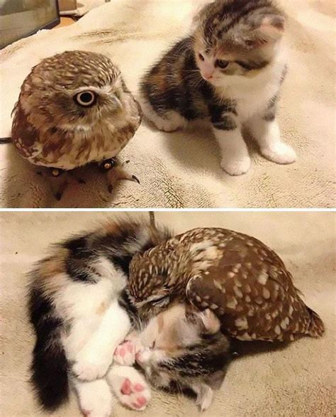 If You Think The World Is Terrible These 50 Animal Friendships Might