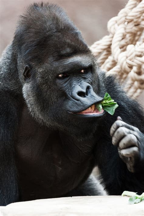 Gorilla Eating Free Stock Photo Public Domain Pictures