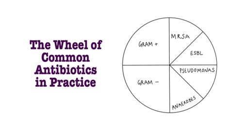 Antibiotic Pharmacology The Wheel Of Common Antibiotics In Practice
