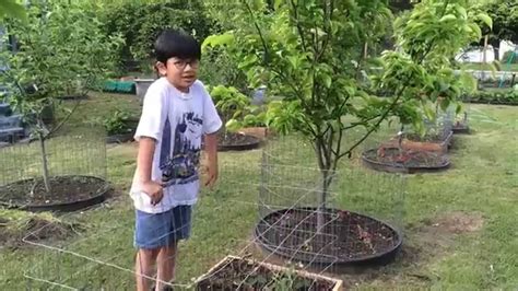 Garden Cage How To Protect Vegetables Herbs Flowers And Plants From