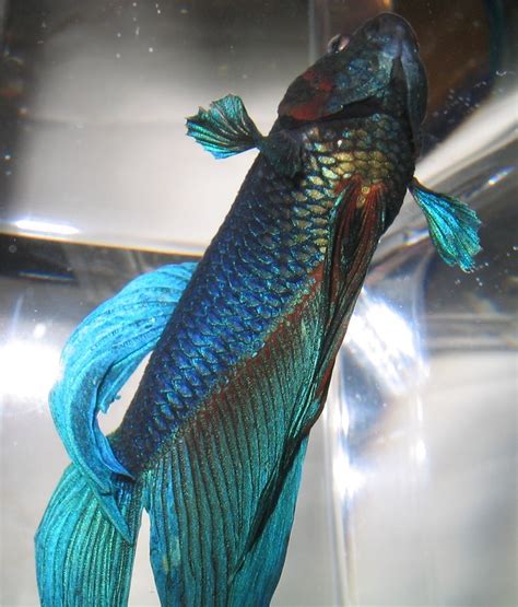 You'll find a high quality of healthy and colorful betta fish for sale. Betta Bits: Feeding Your Betta | Betta, Siamese fighting ...