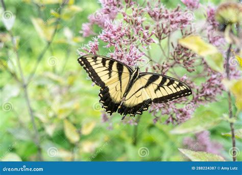 Eastern Swallowtail Butterfly Feeding In Wildflower Garden Stock Image
