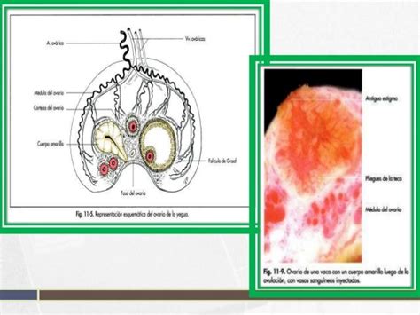 Aparato Reproductor De La Hembra En Animales