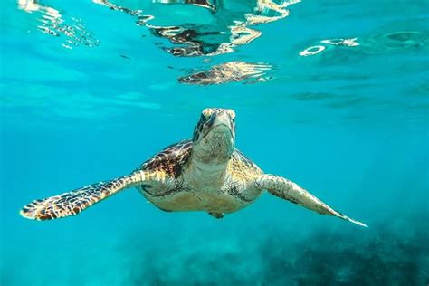 2023 Barbados Catamaran Turtle And Shipwreck Snorkeling Cruise