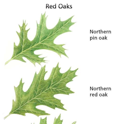 We did not find results for: Oak Wilt | Ramsey, MN