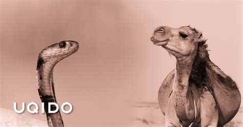 Should you use snake case or camel case in php? Snake case to Camel case: bring peace between Rails and ...