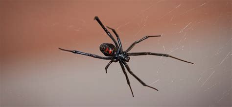 Black Widow Spider Habitat Facts Pointe Pest Control