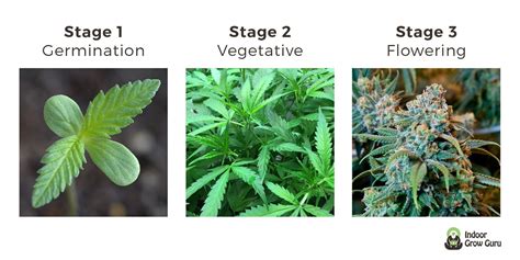 Weed Plant Stages Indoor Grow Guru How To G