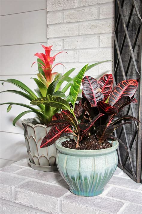 Tropical Plants Indoor Tropical Plants In Pots Colorful Plants